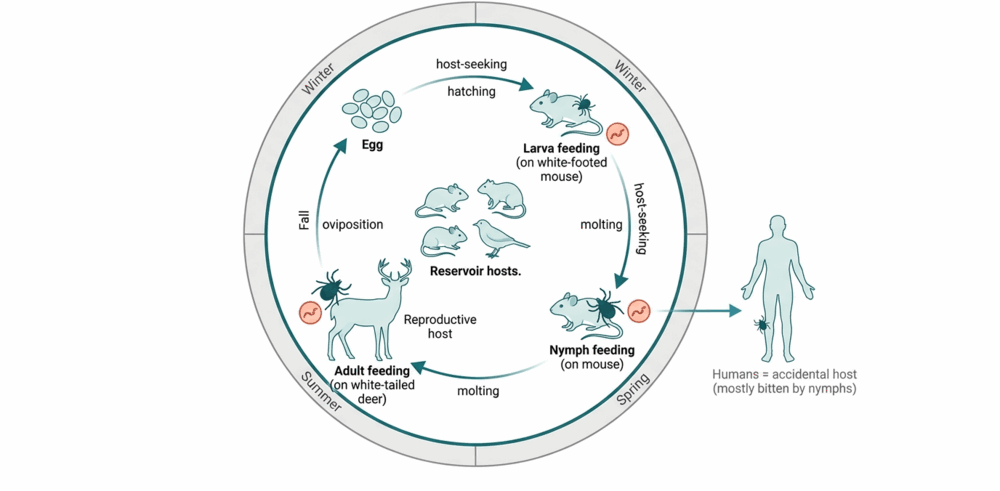 Figure preview from Lyme Disease: A Comprehensive Public Health Review